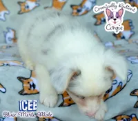 Icee - Bluie Merle , a male Cardigan Welsh Corgi and Pembroke Welsh Corgi for sale in Jacksonville Beach, FL – 5 of 8