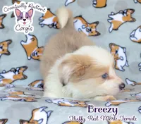 Breezy, a female Cardigan Welsh Corgi and Pembroke Welsh Corgi for sale in Greensboro, NC – 3 of 9