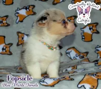 Popsicle - Blue Merle , a female Cardigan Welsh Corgi and Pembroke Welsh Corgi for sale in Greensboro, NC – 6 of 7