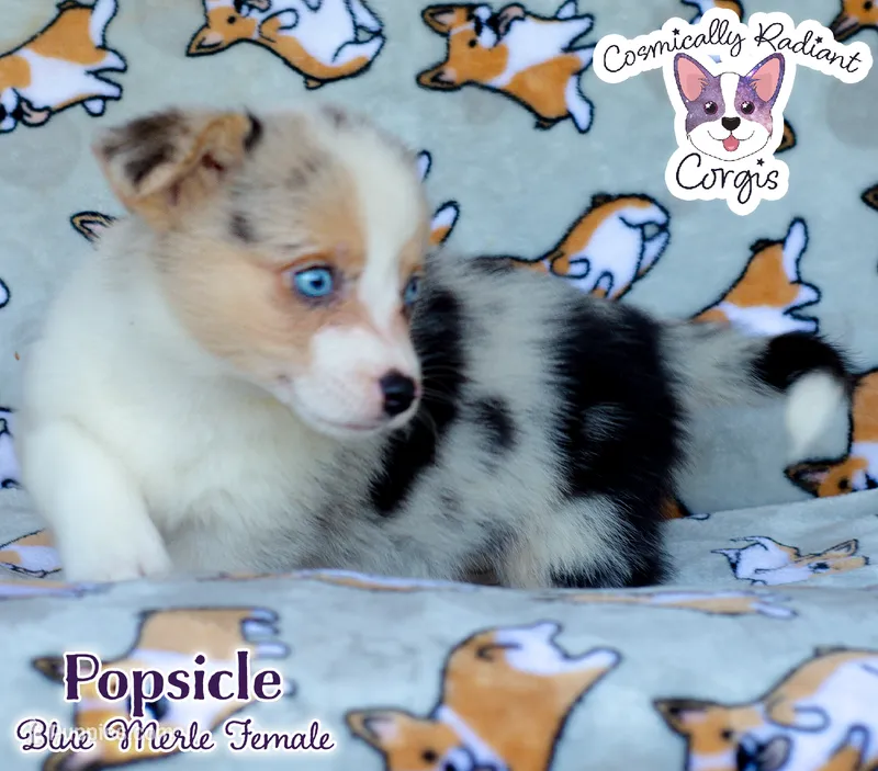 Popsicle - Blue Merle  – Cardigan Welsh Corgi, Pembroke Welsh Corgi puppy for sale in Greensboro, NC