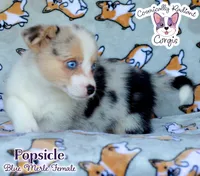 Popsicle - Blue Merle , a female Cardigan Welsh Corgi and Pembroke Welsh Corgi for sale in Jacksonville Beach, FL – 1 of 6
