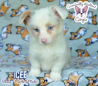 Icee - Bluie Merle , a male Cardigan Welsh Corgi and Pembroke Welsh Corgi for sale in Jacksonville Beach, FL – 2 of 8