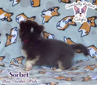 Sorbet - Bluie , a male Cardigan Welsh Corgi and Pembroke Welsh Corgi for sale in Greensboro, NC – 7 of 7