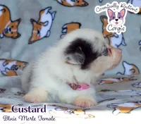 Custard - Bluie Merle , a female Cardigan Welsh Corgi and Pembroke Welsh Corgi for sale in Greensboro, NC – 6 of 7