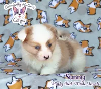Sunny - Red Merle, a female Cardigan Welsh Corgi and Pembroke Welsh Corgi for sale in Greensboro, NC – 3 of 8