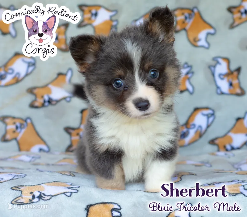 Sherbert - Bluie Tricolor – Cardigan Welsh Corgi, Pembroke Welsh Corgi puppy for sale in Greensboro, NC