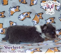 Sherbert - Bluie , a male Cardigan Welsh Corgi and Pembroke Welsh Corgi for sale in Greensboro, NC – 4 of 5