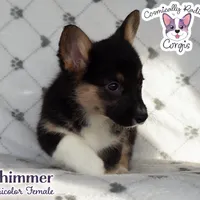 Shimmer - Tri, a female Cardigan Welsh Corgi and Pembroke Welsh Corgi for sale in Greensboro, NC – Photo 8 of 9