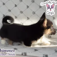 Shimmer - Tri, a female Cardigan Welsh Corgi and Pembroke Welsh Corgi for sale in Greensboro, NC – Photo 6 of 9