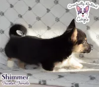 Shimmer - Tri, a female Cardigan Welsh Corgi and Pembroke Welsh Corgi for sale in Greensboro, NC – Photo 6 of 9