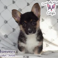 Shimmer - Tri, a female Cardigan Welsh Corgi and Pembroke Welsh Corgi for sale in Greensboro, NC – Photo 1 of 9