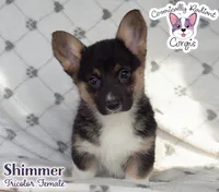 Shimmer - Tri, a female Cardigan Welsh Corgi and Pembroke Welsh Corgi for sale in Greensboro, NC – Photo 1 of 9