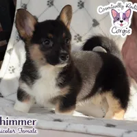 Shimmer - Tri, a female Cardigan Welsh Corgi and Pembroke Welsh Corgi for sale in Greensboro, NC – Photo 2 of 9