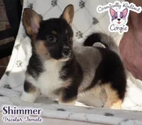 Shimmer - Tri, a female Cardigan Welsh Corgi and Pembroke Welsh Corgi for sale in Greensboro, NC – Photo 2 of 9