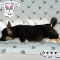 Shimmer - Tri, a female Cardigan Welsh Corgi and Pembroke Welsh Corgi for sale in Greensboro, NC – Photo 7 of 9