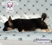 Shimmer - Tri, a female Cardigan Welsh Corgi and Pembroke Welsh Corgi for sale in Greensboro, NC – Photo 7 of 9