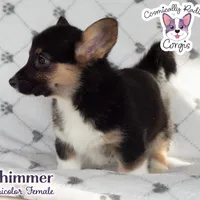 Shimmer - Tri, a female Cardigan Welsh Corgi and Pembroke Welsh Corgi for sale in Greensboro, NC – Photo 9 of 9