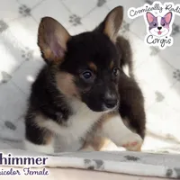 Shimmer - Tri, a female Cardigan Welsh Corgi and Pembroke Welsh Corgi for sale in Greensboro, NC – Photo 5 of 9