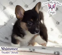 Shimmer - Tri, a female Cardigan Welsh Corgi and Pembroke Welsh Corgi for sale in Greensboro, NC – Photo 5 of 9