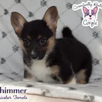 Shimmer - Tri, a female Cardigan Welsh Corgi and Pembroke Welsh Corgi for sale in Greensboro, NC – Photo 3 of 9