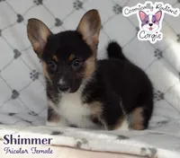 Shimmer - Tri, a female Cardigan Welsh Corgi and Pembroke Welsh Corgi for sale in Greensboro, NC – Photo 3 of 9