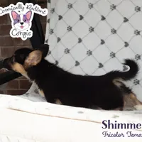 Shimmer - Tri, a female Cardigan Welsh Corgi and Pembroke Welsh Corgi for sale in Greensboro, NC – Photo 4 of 9
