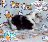 Dippin' Dot - Blue Merle , a female Cardigan Welsh Corgi and Pembroke Welsh Corgi for sale in Greensboro, NC – 3 of 7