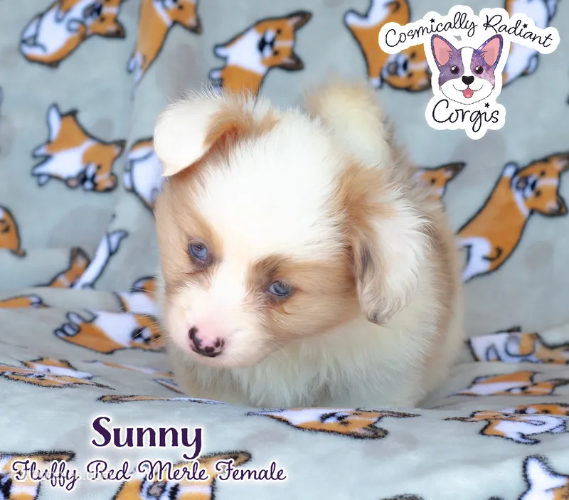 Sunny - Red Merle – Cardigan Welsh Corgi, Pembroke Welsh Corgi puppy for sale in Greensboro, NC