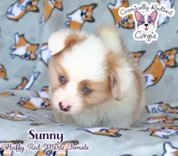 Sunny - Red Merle, a female Cardigan Welsh Corgi and Pembroke Welsh Corgi for sale in Greensboro, NC – 1 of 8