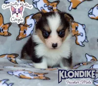 Klondike - Tricolor , a male Cardigan Welsh Corgi and Pembroke Welsh Corgi for sale in Greensboro, NC – 2 of 6