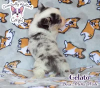 Gelato - Bluie Merle , a male Cardigan Welsh Corgi and Pembroke Welsh Corgi for sale in Greensboro, NC – 5 of 7