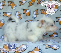 Icee - Bluie Merle , a male Cardigan Welsh Corgi and Pembroke Welsh Corgi for sale in Jacksonville Beach, FL – 3 of 8