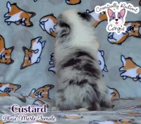 Custard - Bluie Merle , a female Cardigan Welsh Corgi and Pembroke Welsh Corgi for sale in Greensboro, NC – 5 of 7
