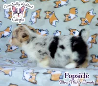 Popsicle - Blue Merle , a female Cardigan Welsh Corgi and Pembroke Welsh Corgi for sale in Jacksonville Beach, FL – 4 of 6