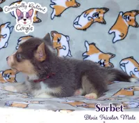 Sorbet - Bluie , a male Cardigan Welsh Corgi and Pembroke Welsh Corgi for sale in Greensboro, NC – 4 of 7