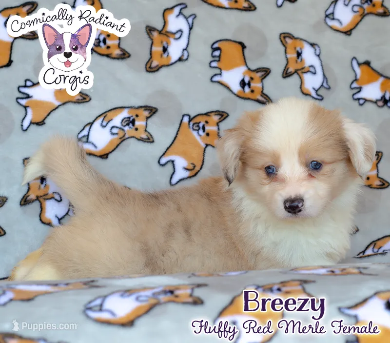Breezy – Cardigan Welsh Corgi, Pembroke Welsh Corgi puppy for sale in Greensboro, NC
