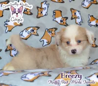 Breezy, a female Cardigan Welsh Corgi and Pembroke Welsh Corgi for sale in Greensboro, NC – 1 of 9