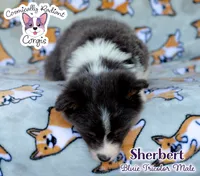 Sherbert - Bluie Tricolor, a male Cardigan Welsh Corgi and Pembroke Welsh Corgi for sale in Jacksonville Beach, FL – 5 of 7