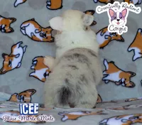 Icee - Bluie Merle , a male Cardigan Welsh Corgi and Pembroke Welsh Corgi for sale in Greensboro, NC – 6 of 6