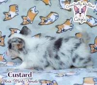 Custard - Bluie Merle , a female Cardigan Welsh Corgi and Pembroke Welsh Corgi for sale in Jacksonville Beach, FL – 2 of 7
