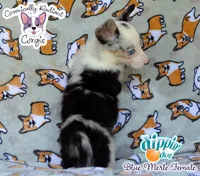 Dippin' Dot - Blue Merle , a female Cardigan Welsh Corgi and Pembroke Welsh Corgi for sale in Jacksonville Beach, FL – 7 of 7