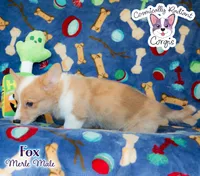 Fox - Red Merle, a male Cardigan Welsh Corgi and Pembroke Welsh Corgi for sale in Greensboro, NC – Photo 3 of 10
