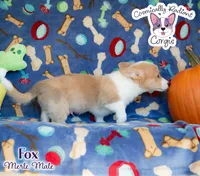 Fox - Red Merle, a male Cardigan Welsh Corgi and Pembroke Welsh Corgi for sale in Greensboro, NC – Photo 10 of 10