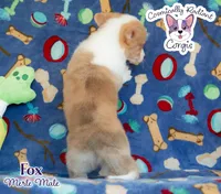 Fox - Red Merle, a male Cardigan Welsh Corgi and Pembroke Welsh Corgi for sale in Greensboro, NC – Photo 8 of 10