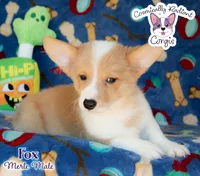 Fox - Red Merle, a male Cardigan Welsh Corgi and Pembroke Welsh Corgi for sale in Greensboro, NC – Photo 4 of 10