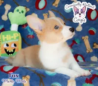 Fox - Red Merle, a male Cardigan Welsh Corgi and Pembroke Welsh Corgi for sale in Greensboro, NC – Photo 2 of 10