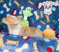 Fox - Red Merle, a male Cardigan Welsh Corgi and Pembroke Welsh Corgi for sale in Greensboro, NC – Photo 9 of 10