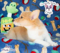Fox - Red Merle, a male Cardigan Welsh Corgi and Pembroke Welsh Corgi for sale in Greensboro, NC – Photo 5 of 10