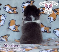 Sherbert - Bluie , a male Cardigan Welsh Corgi and Pembroke Welsh Corgi for sale in Greensboro, NC – 5 of 5