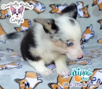 Dippin' Dot - Blue Merle , a female Cardigan Welsh Corgi and Pembroke Welsh Corgi for sale in Jacksonville Beach, FL – 5 of 7